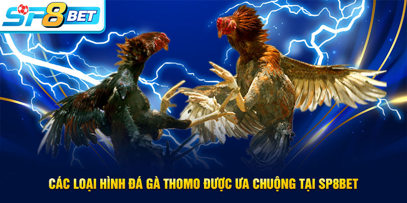 Các loại hình được yêu thích tại đá gà Thomo