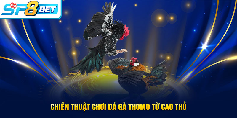 Kinh nghiệm cá cược đá gà Thomo