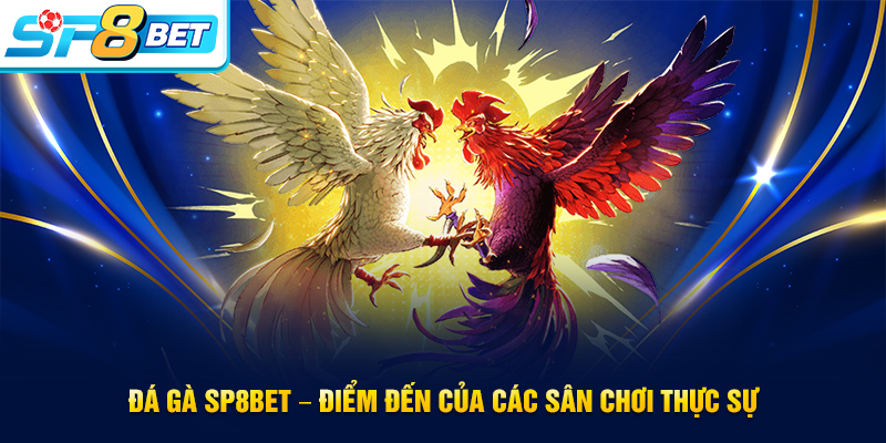 Đá gà SP8BET tụ điểm hấp dẫn cho kê thủ