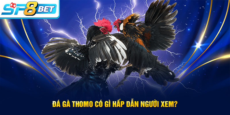 Điểm hấp dẫn của đá gà Thomo
