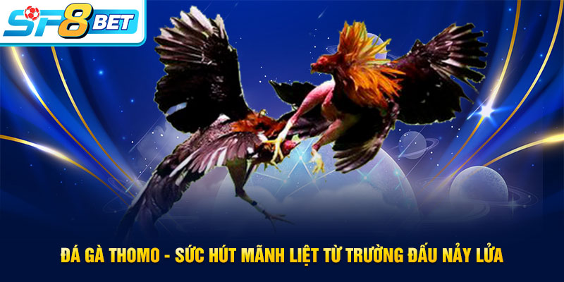 Đá gà Thomo