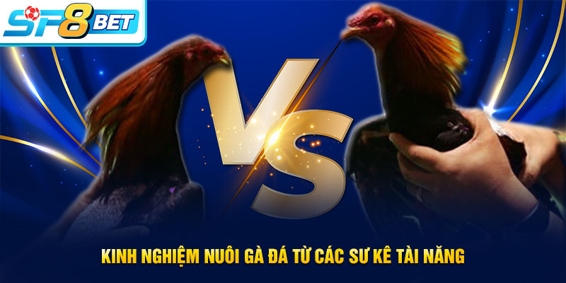 Kinh nghiệm nuôi gà đá từ các sư kê hàng đầu