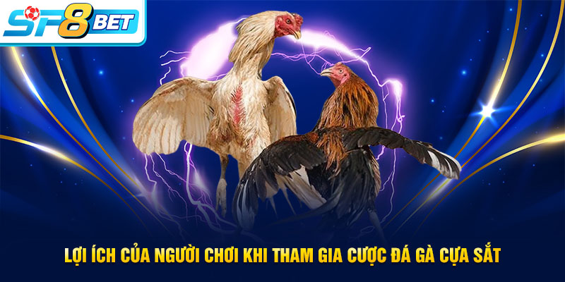 Lợi ích khi cá cược đá gà cựa sắt