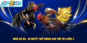 Nuôi gà đá