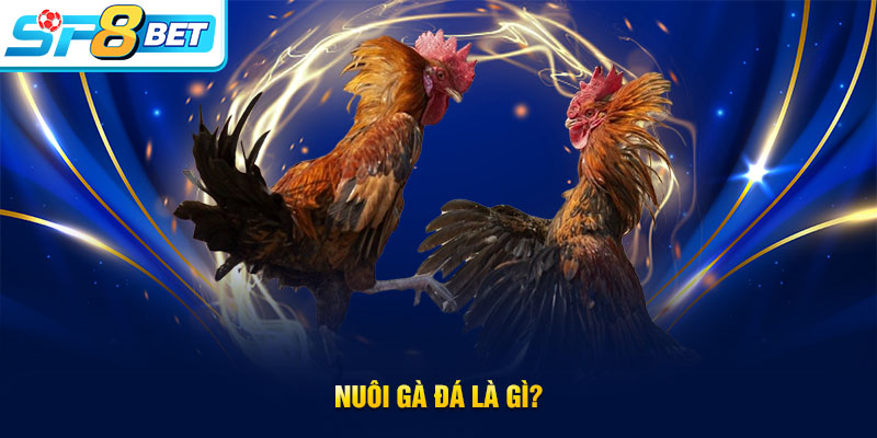 Hiểu thế nào là nuôi gà đá?