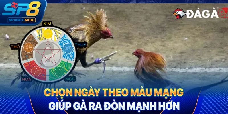 Chọn ngày theo màu mạng giúp gà ra đòn mạnh hơn