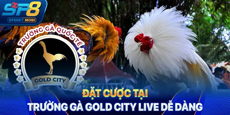 Đặt cược tại trường gà Gold City Live dễ dàng
