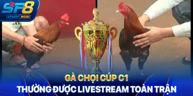 Gà chọi Cúp C1 thường được livestream toàn trận