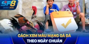 Màu mạng gà đá theo ngày