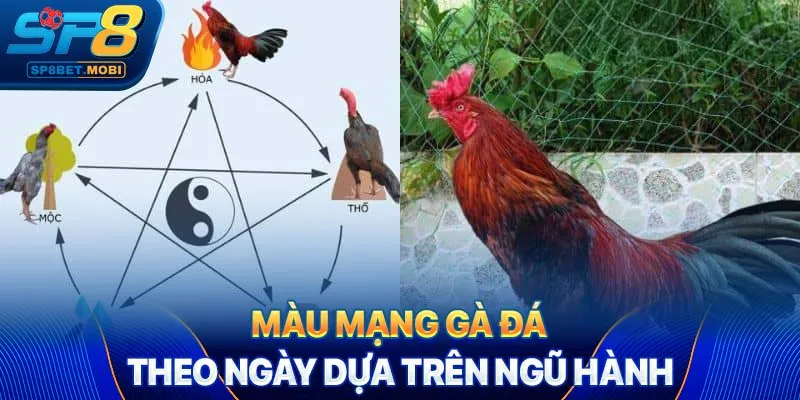 Màu mạng gà đá theo ngày dựa trên ngũ hành