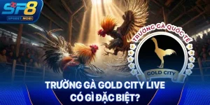 Trường gà Gold City Live