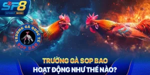 trường gà Sop Bao