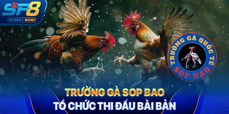 Trường gà Sop Bao tổ chức thi đấu bài bản